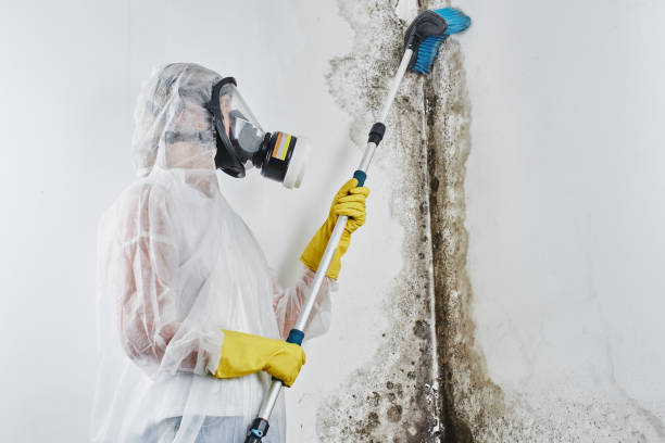 Best Mold Damage Repair  in Melwood, MD