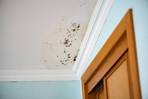 Best Mold Cleaning Services  in Melwood, MD