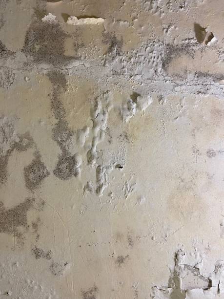 Mold Testing and Removal in Melwood, MD