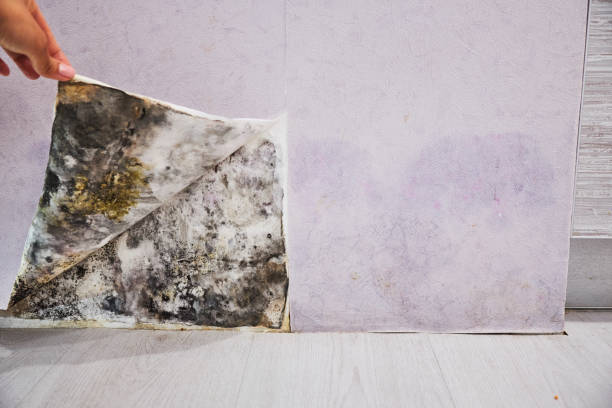 Best Emergency Mold Removal  in Melwood, MD